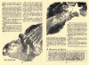 startlings-1951-03-010-011 thumbnail