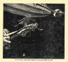 startlings-1947-01-073 thumbnail