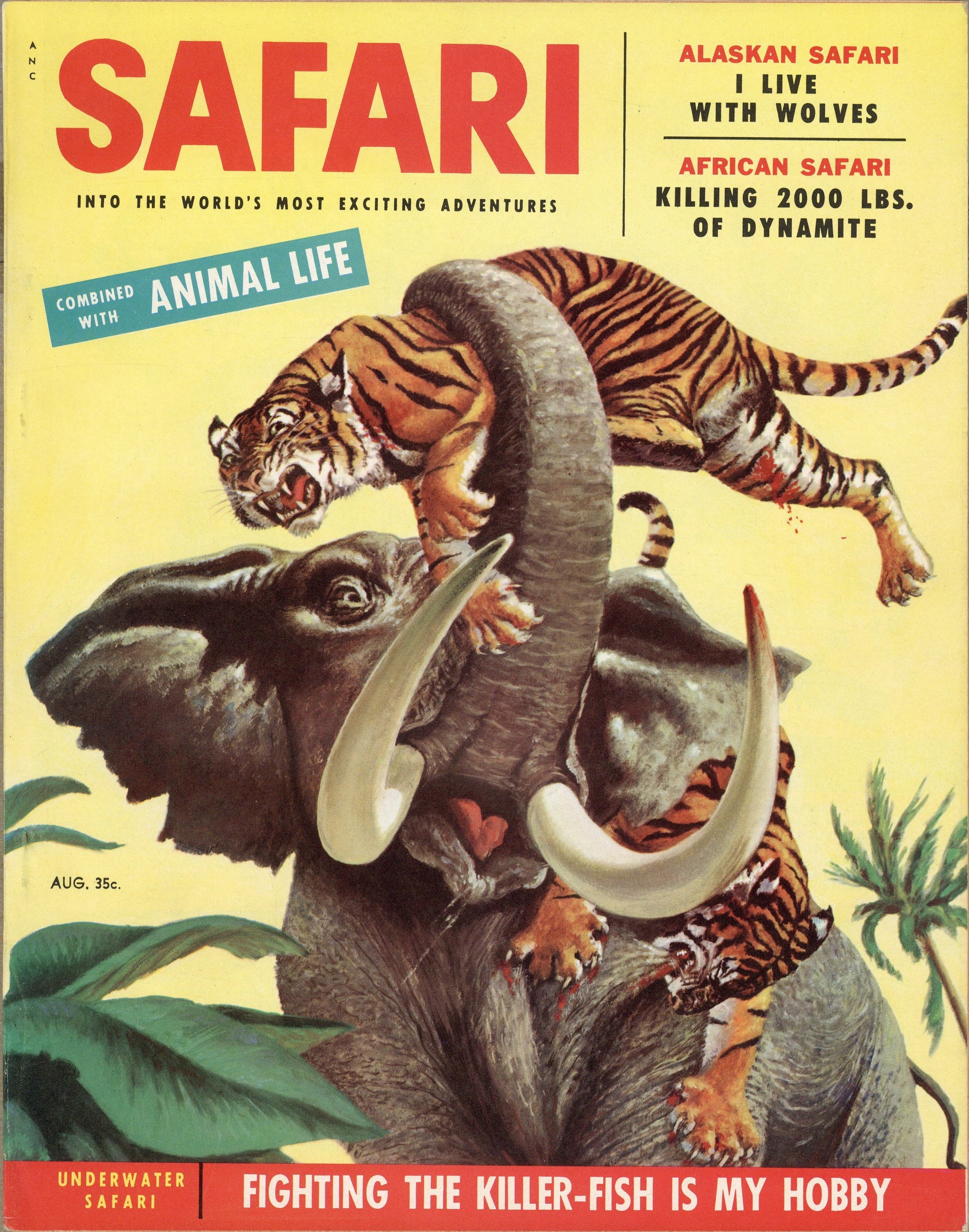 Safari August 1955